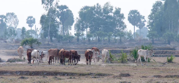 Vacas regresando a casa al final del día — Foto de Stock