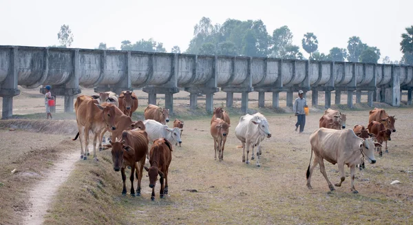 Cows going home at the end of day — Stock Photo, Image