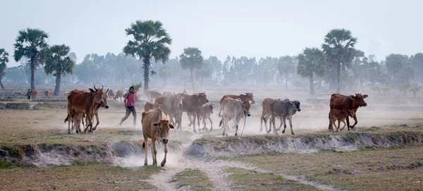 Корови йдуть додому в кінці дня — стокове фото