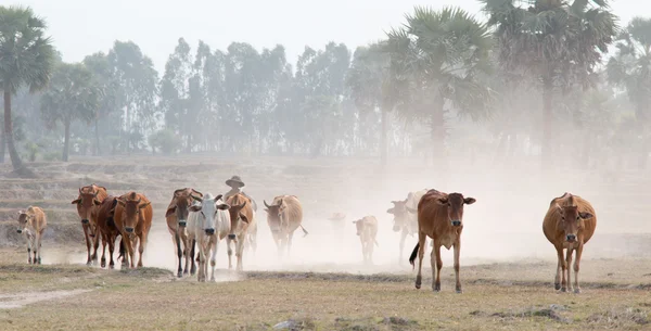 Коровы возвращаются домой в конце дня — стоковое фото