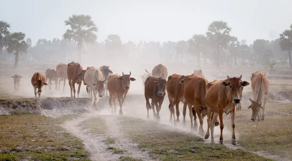 Korna går hem i slutet av dagen — Stockfoto