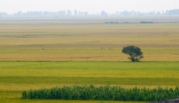 Çeltik pirinç alan Güney Vietnam — Stok fotoğraf