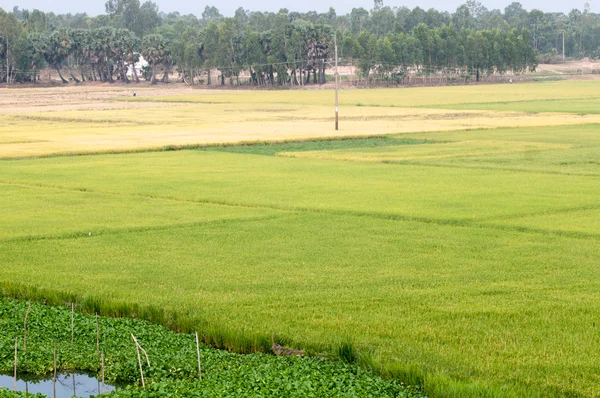 Paddy rice field in southern Vietnam — Stock Photo, Image