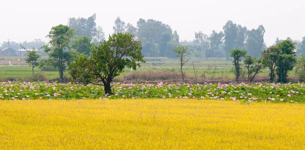 Lotus alanları — Stok fotoğraf