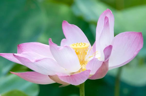 Lotus flower and Lotus flower plants — Stock Photo, Image