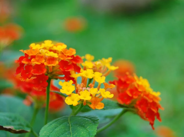 Hermosas flores de setos coloridos — Foto de Stock