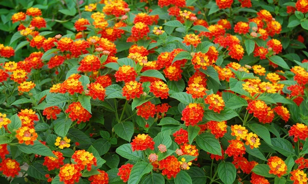 Hermosas flores de setos coloridos — Foto de Stock