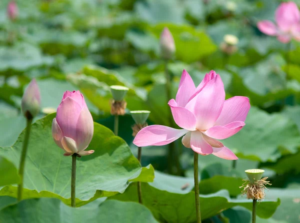 Lotus flower and Lotus flower plants — Stock Photo, Image
