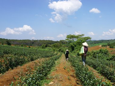 Bao Loc highland çay çiftlik