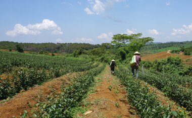 Bao Loc highland çay çiftlik