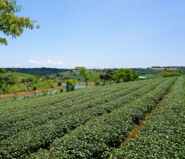 Bao Loc highland çay çiftlik