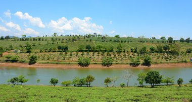 Bao Loc highland çay çiftlik