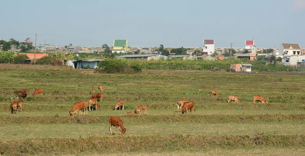 Cows on green meadow fields — Stock Photo, Image