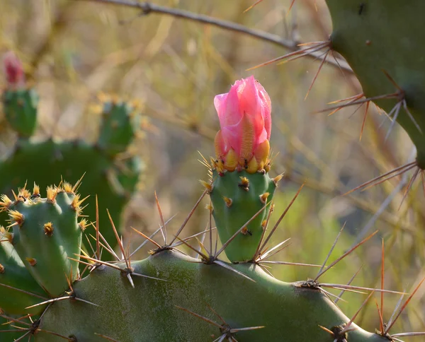 Opuntia kaktüs Park