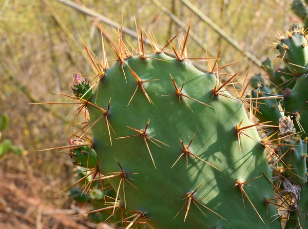Opuntia cactus in het park — Stockfoto
