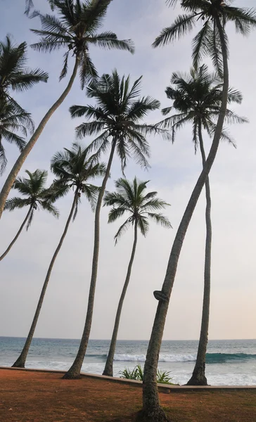 Plage avec sable blanc et palmiers — Photo