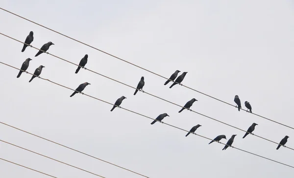 Pombos sentados em fios eléctricos — Fotografia de Stock