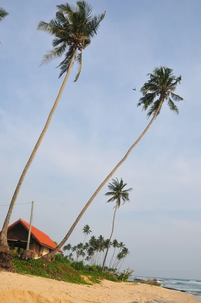Playa con arena blanca y palmeras — Foto de Stock