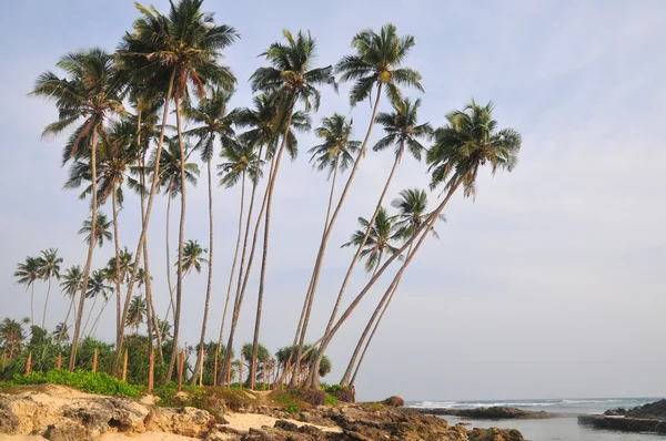 Plage avec sable blanc et palmiers — Photo