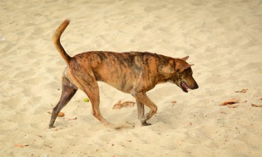 Plajda çalışan bir köpek