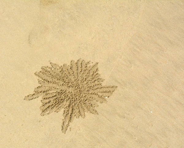 Crabs holes on beach sand — Stock Photo, Image