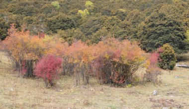 Ülkede yol ile renkli sonbahar