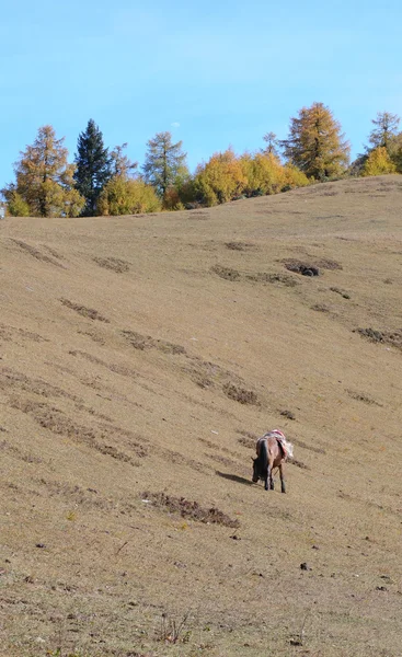 Paisaje de otoño con mt. Siguniangshan — Foto de Stock