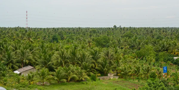 Plantação Coco Mekong Delta Sul Vietnã — Fotografia de Stock