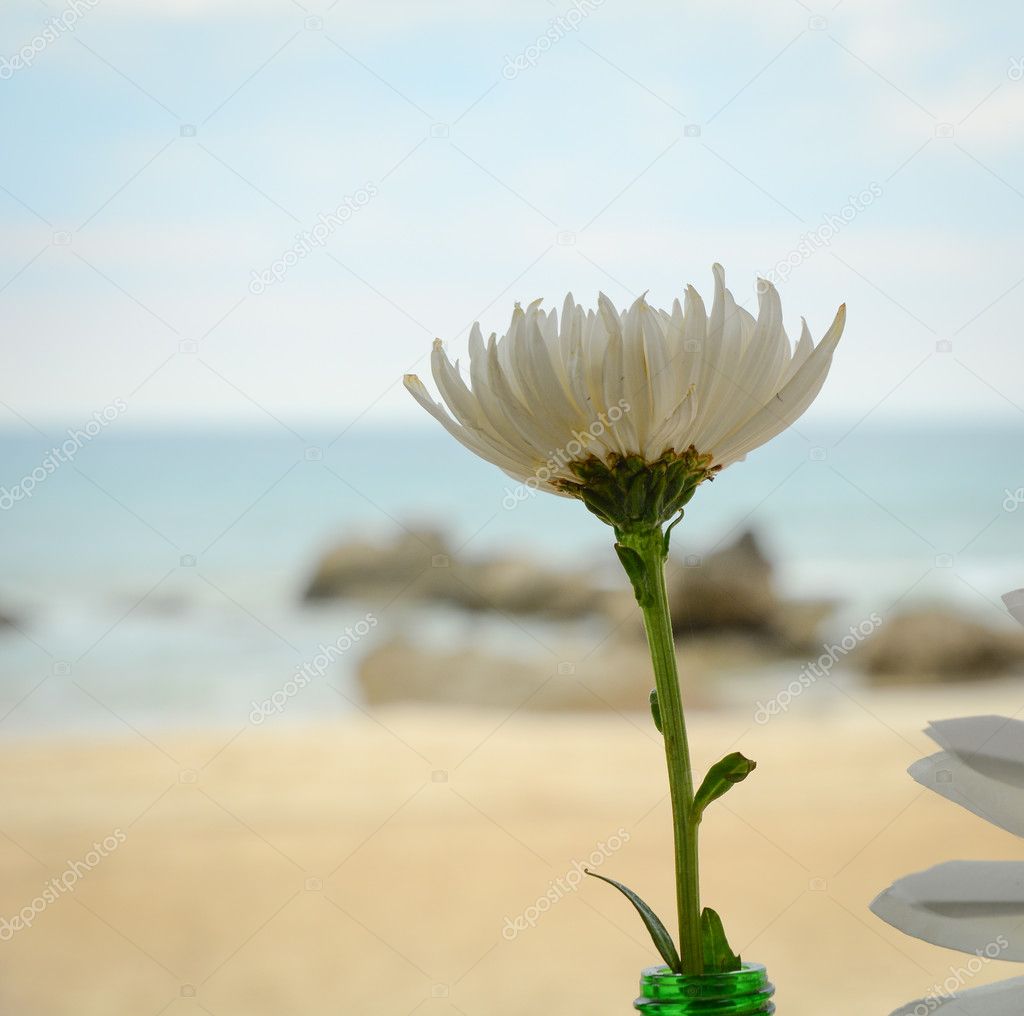 White daisy in beach sand