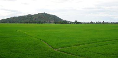 Çeltik pirinç alan Güney Vietnam