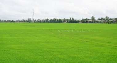 Çeltik pirinç alan Güney Vietnam