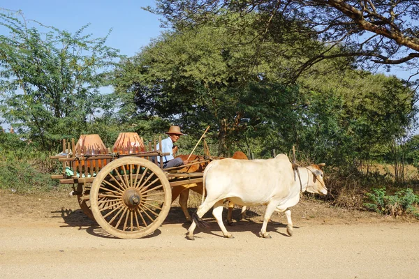 Burmesiska man ridning oxe cart på antik stad i Bagan — Stockfoto