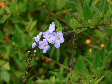 Altın yaprağın, gökyüzü çiçek veya güvercin berry