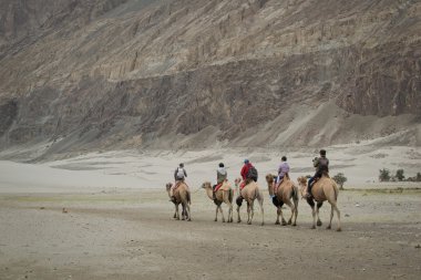 Nubra Valley, Ladakh deve safari