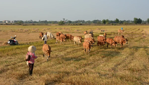 Asian farmer with her cows on rice plantation — Stock Photo, Image