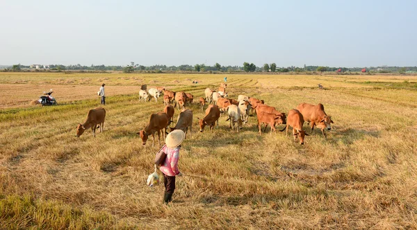 Asijské farmář s její krávy na rýžové plantáže — Stock fotografie