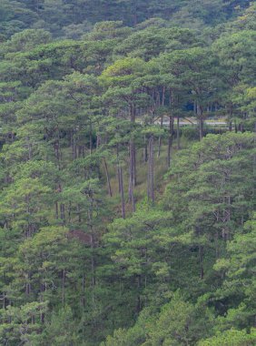 Yeşil çam ağaçlarının Forrest