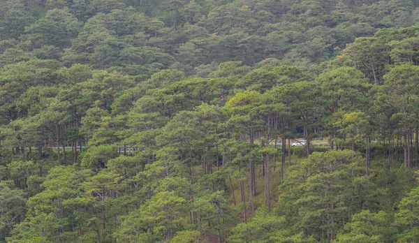 Forêt de pins verts — Photo