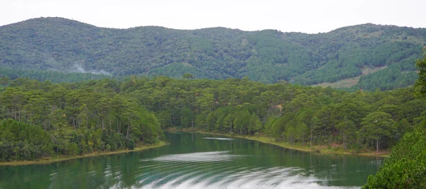 Forrest pohon pinus hijau — Stok Foto