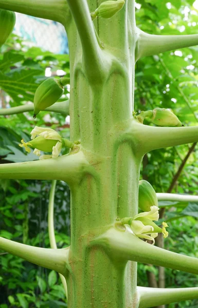 Közeli kép a papaja-fa — Stock Fotó