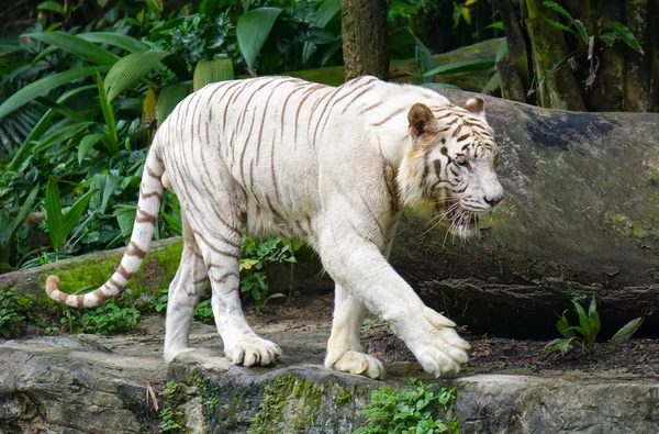 Tigre Branco no Jardim Zoológico de Singapura — Fotografia de Stock