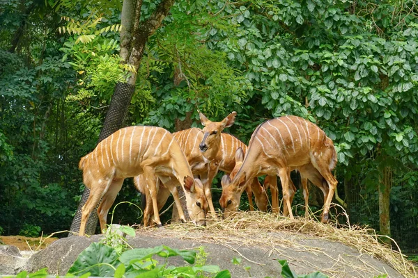 Deers in Singapore zoo — Stock fotografie