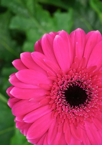 Marguerite gerbera rose — Photo