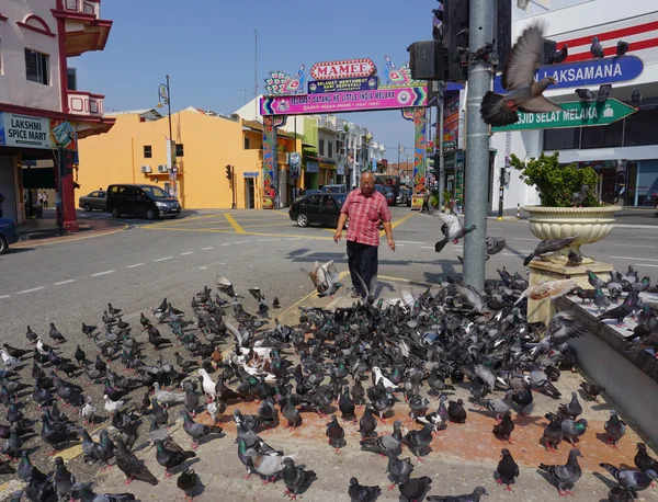 Pigeons waiting for feed in Malacca — Stock Photo, Image