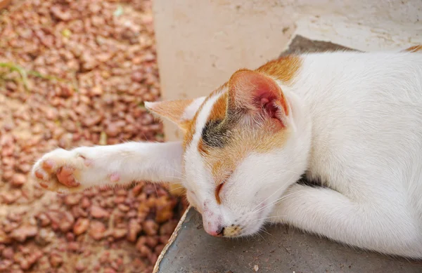 Katt liggande på gatan — Stockfoto