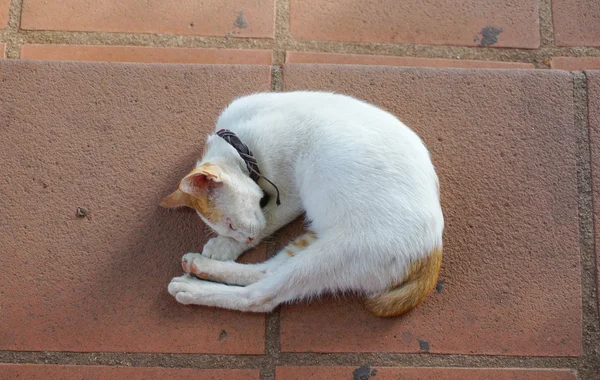 Gato acostado en la calle — Foto de Stock