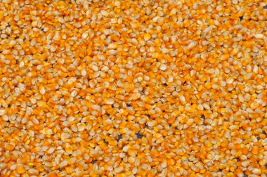 Güneşli bir gün mısır tohumları