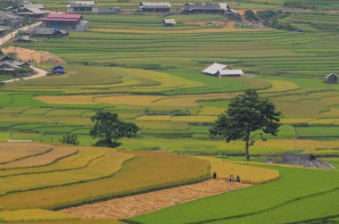 Sapa, Kuzeybatı Vietnam pirinç Teras alanları