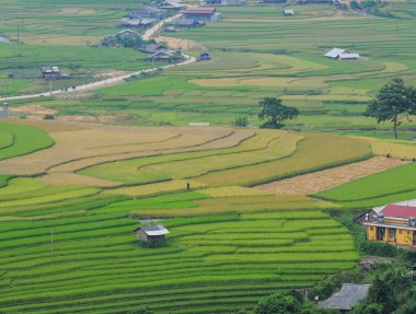 Sapa, Kuzeybatı Vietnam pirinç Teras alanları