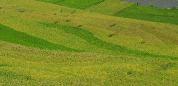 Ladang beras di SAPA, barat laut Vietnam — Stok Foto